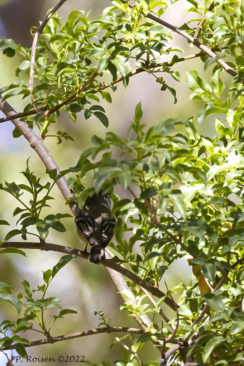 Hutton's Vireo - ML464715981