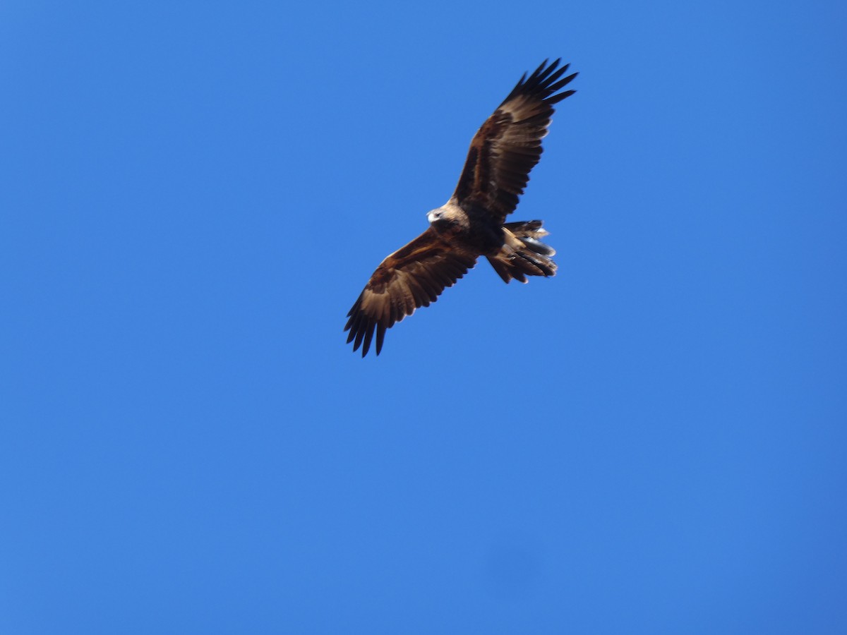 Wedge-tailed Eagle - ML464717101