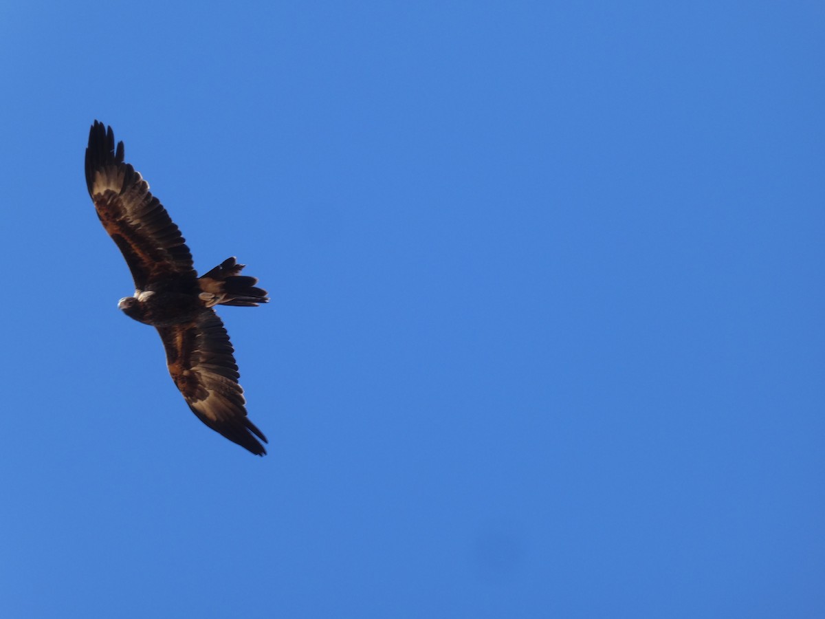 Wedge-tailed Eagle - ML464717121