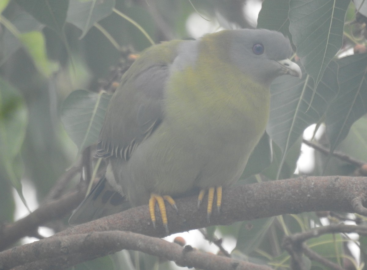 Yellow-footed Green-Pigeon - ML464717211