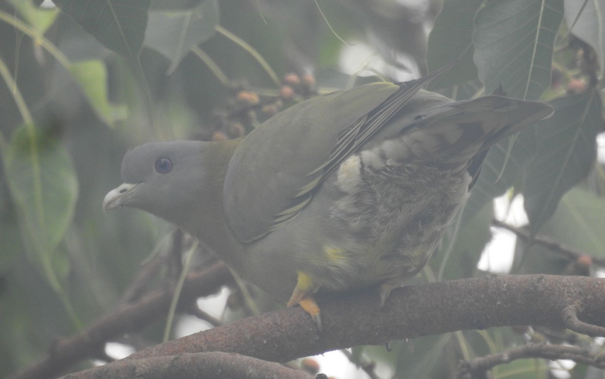 Yellow-footed Green-Pigeon - ML464717241