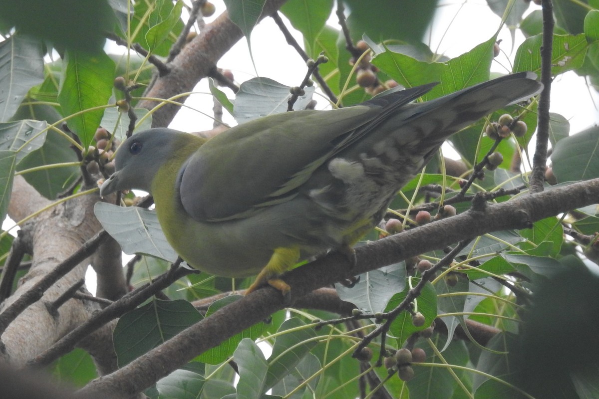 Yellow-footed Green-Pigeon - ML464717261