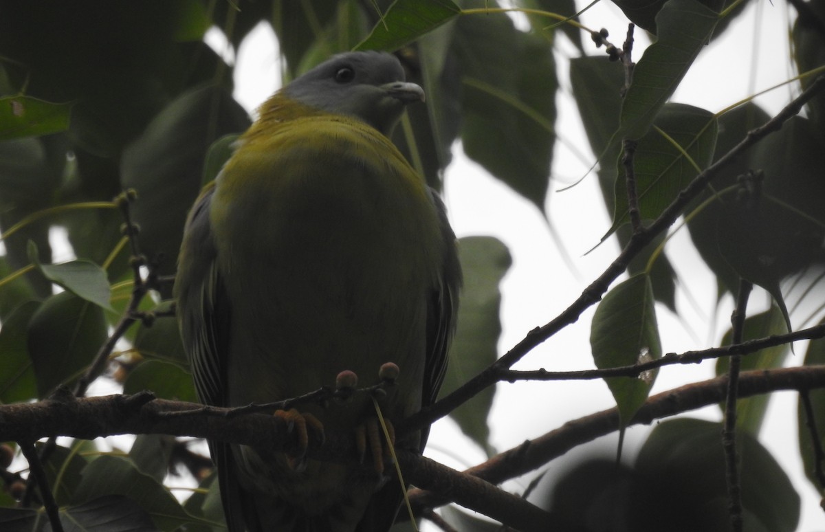 Yellow-footed Green-Pigeon - ML464717371