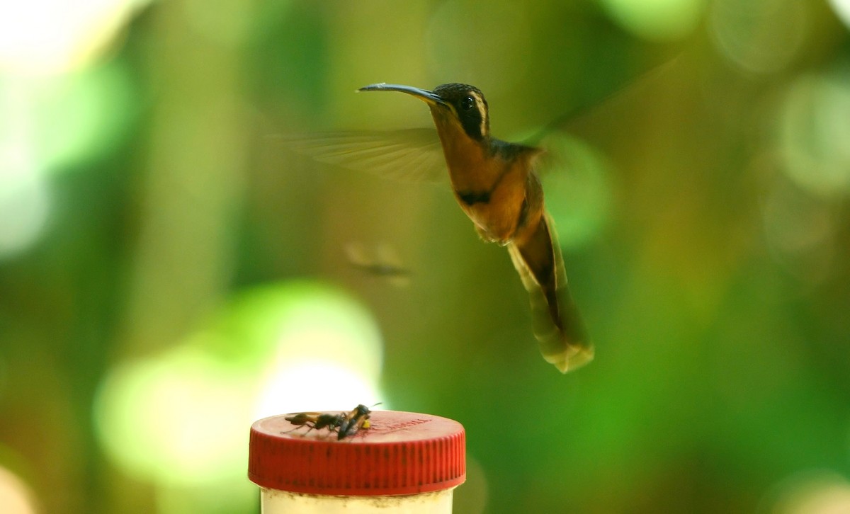 kolibřík Stuartův - ML464719211