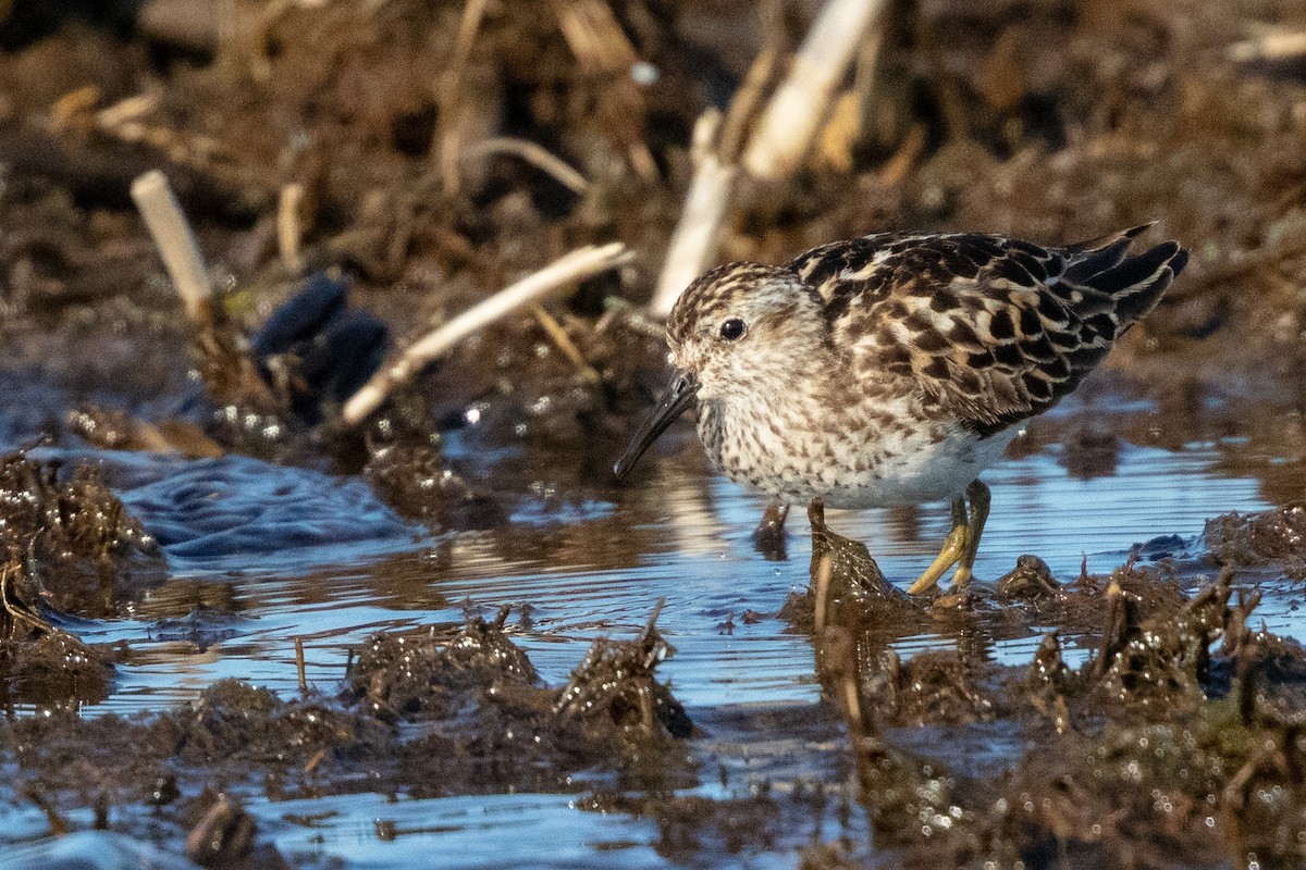 Least Sandpiper - Kurt Miller