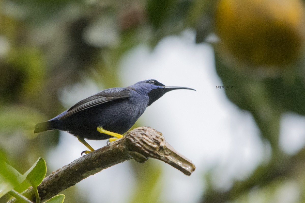 Purple Honeycreeper - Jerome Foster