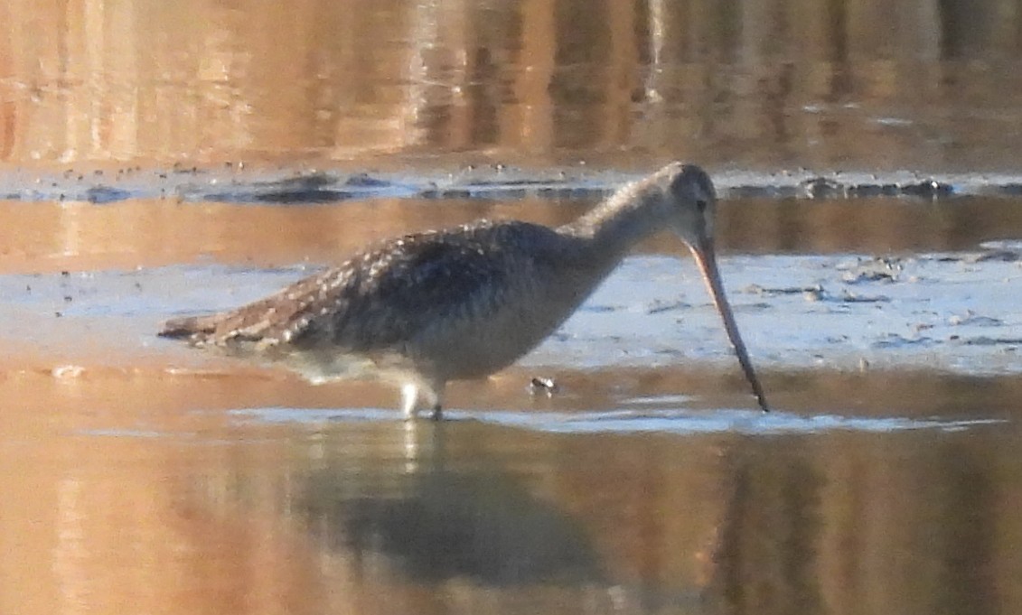 Marbled Godwit - ML464724081