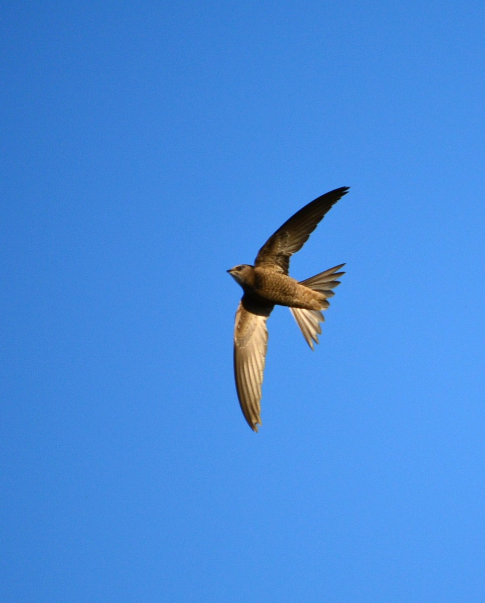 Pallid Swift - Paulo Narciso