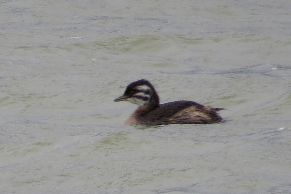 Silvery Grebe - ML46472771