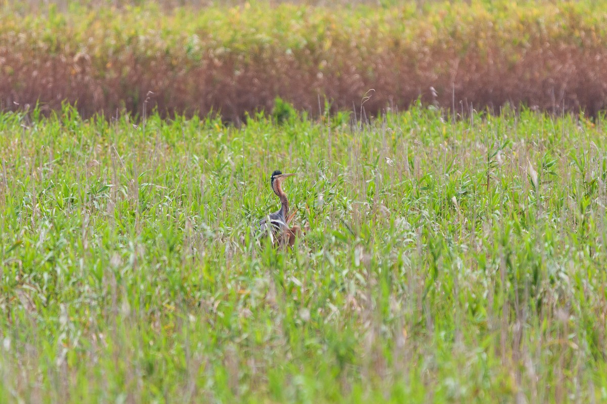 Purple Heron - ML464728191