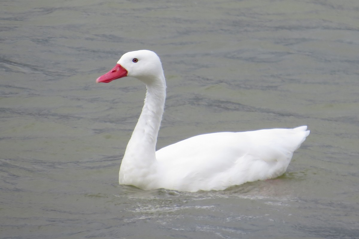 Cisne Coscoroba - ML46472861