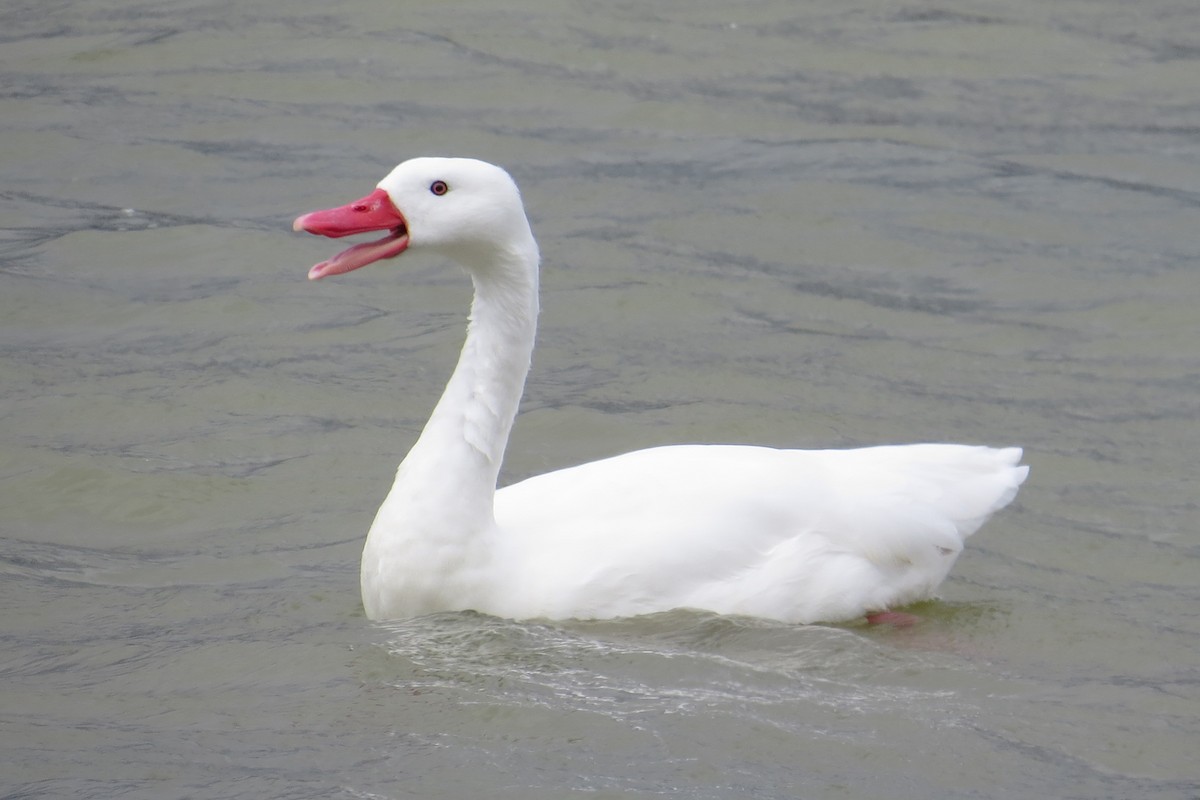 Cisne Coscoroba - ML46472871