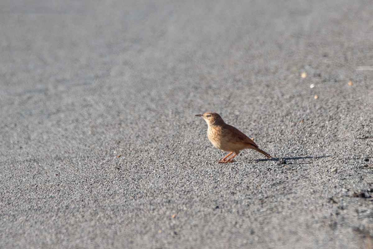 Transvaal Toygarı - ML464728761