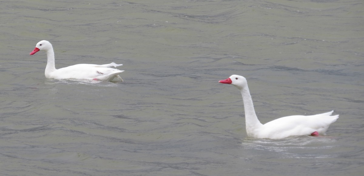 Coscoroba Swan - ML46472891