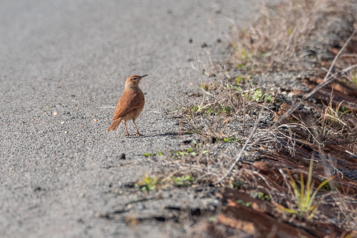 Transvaal Toygarı - ML464729431