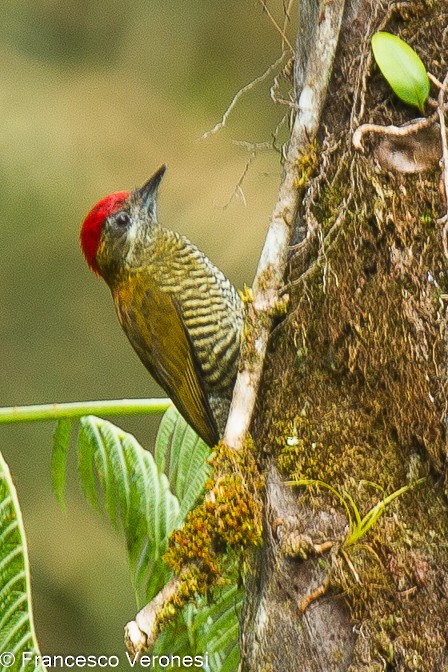 Carpintero Ventribarrado - ML464729531