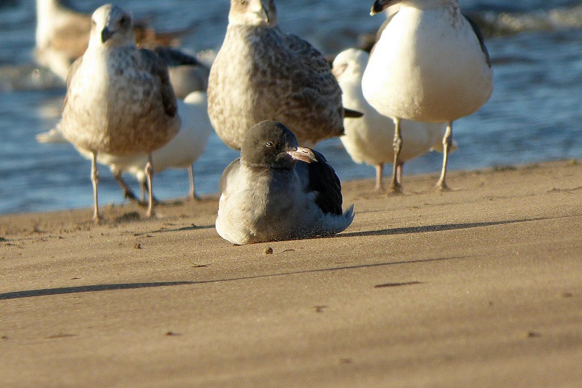 Dolphin Gull - ML464731091