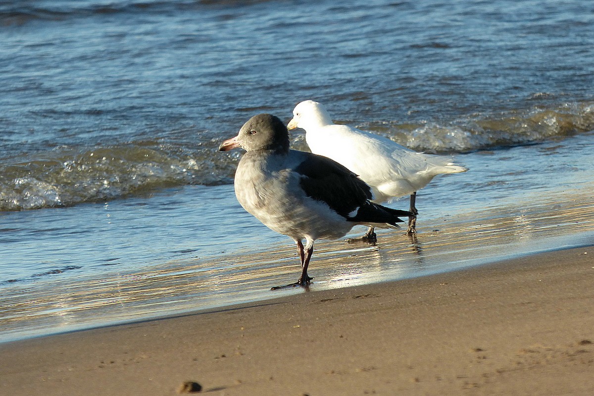 Dolphin Gull - ML464731111