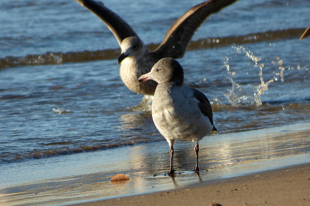 Dolphin Gull - ML464731141