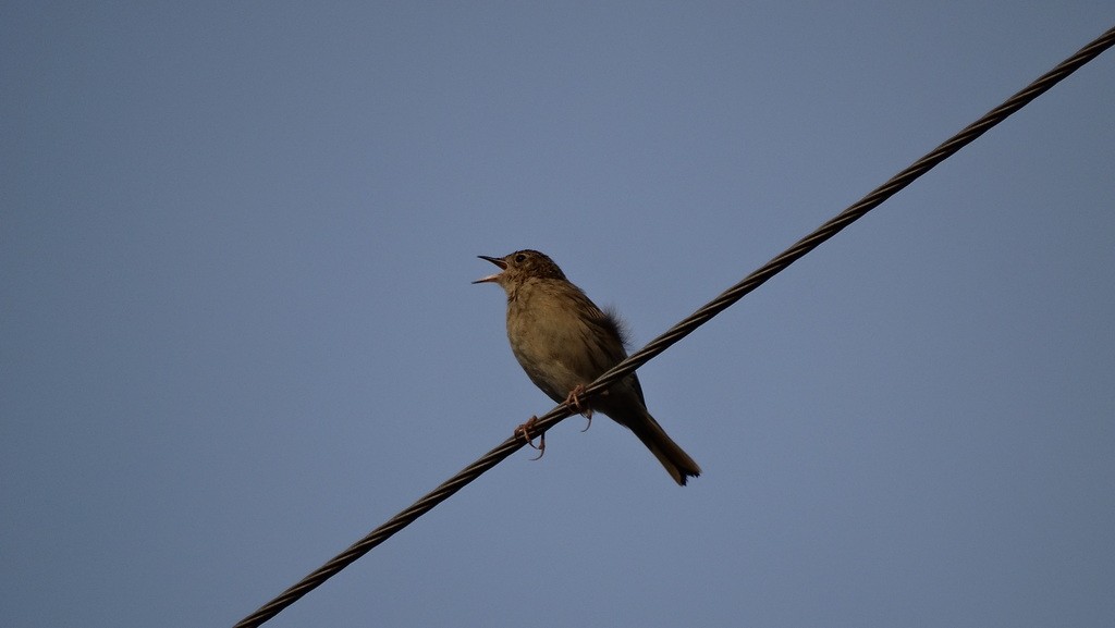 Hellmayr's Pipit - ML46473261