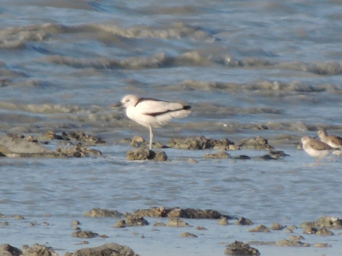 Crab-Plover - ML464742351
