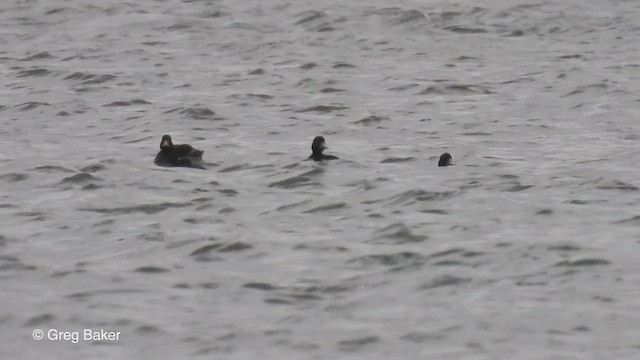 Common Scoter - ML464743181