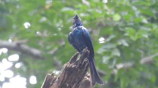 Drongo Bronceado - ML464743521