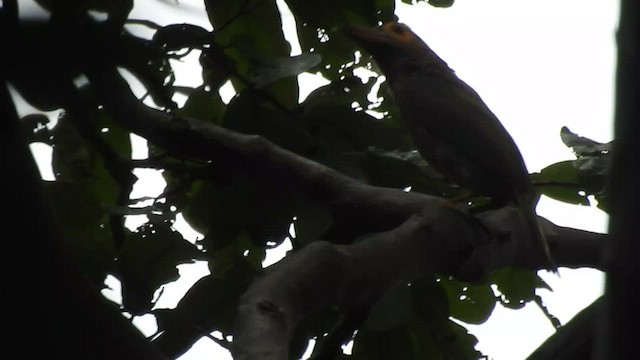 Brown-headed Barbet - ML464743631