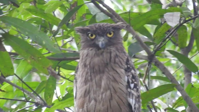 Brown Fish-Owl - ML464744061