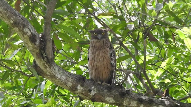 Brown Fish-Owl - ML464744231