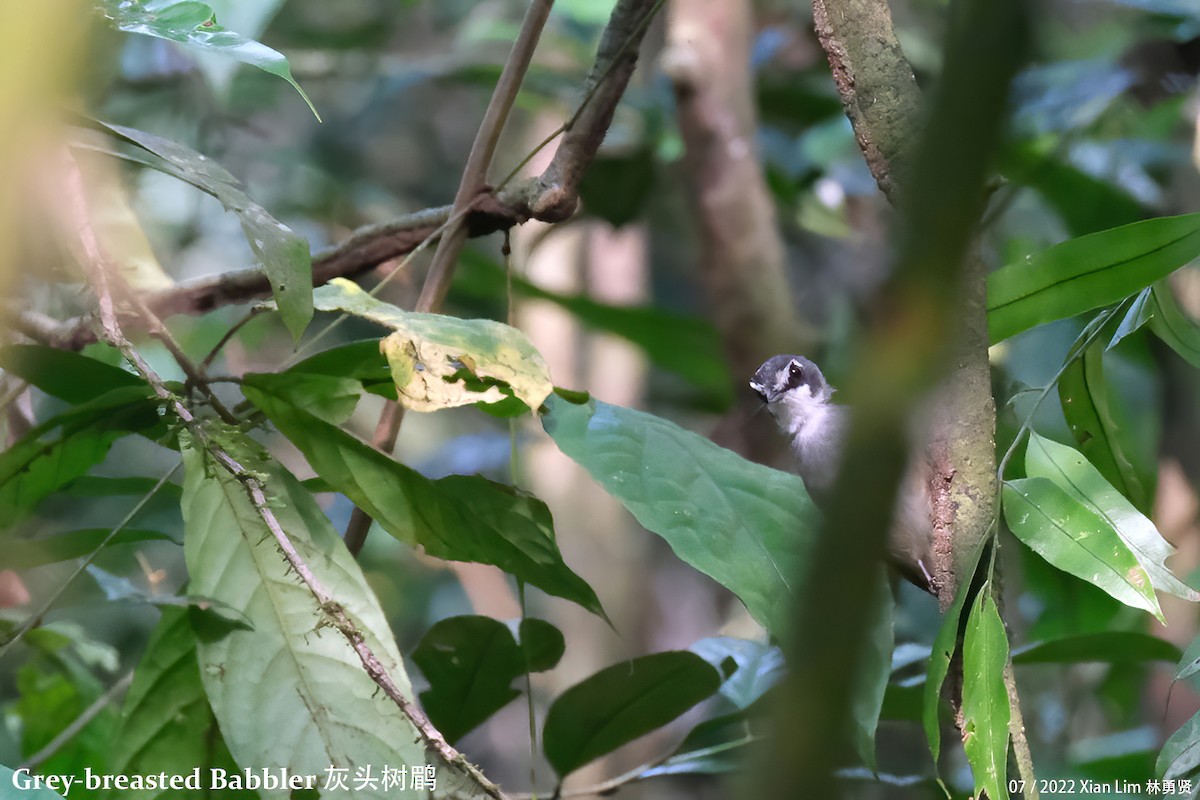 Gray-breasted Babbler - ML464744431