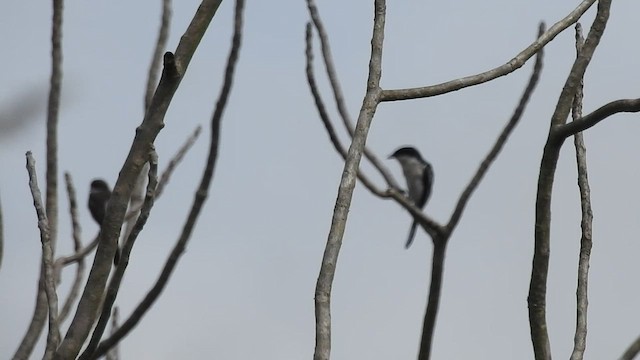 ヒタキサンショウクイ - ML464744671