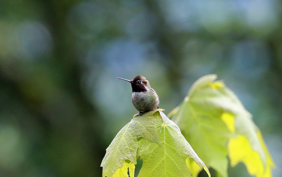 Anna's Hummingbird - ML464745401