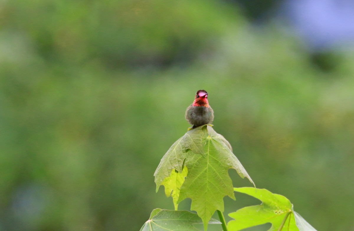 Anna's Hummingbird - ML464745451