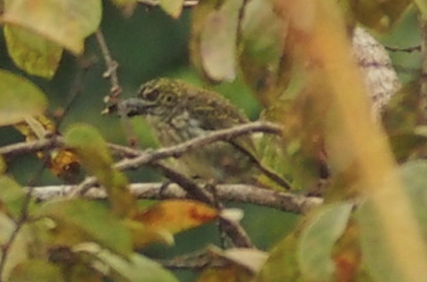 Benekli Cüce Barbet - ML464746101