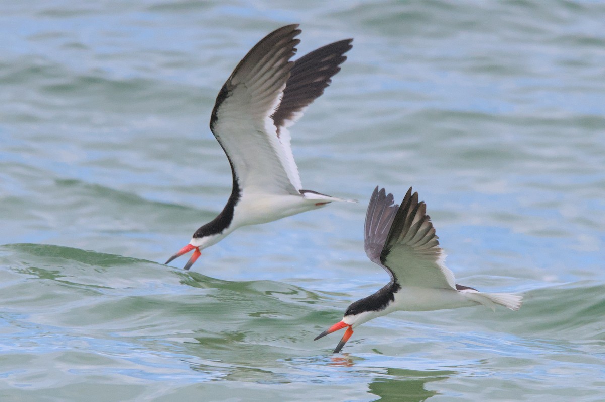 Black Skimmer - Doug Norwood