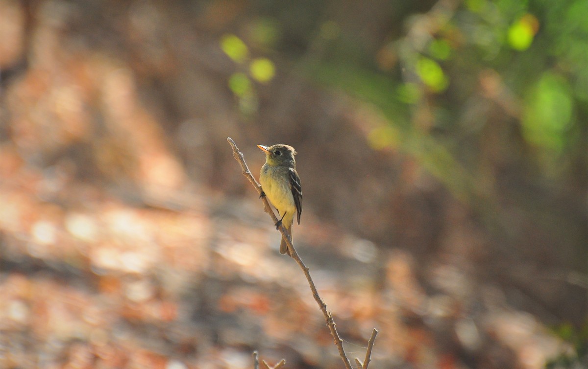 Western Flycatcher (Cordilleran) - ML464747821