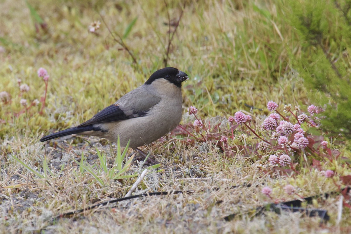 Azores Bullfinch - ML464748021