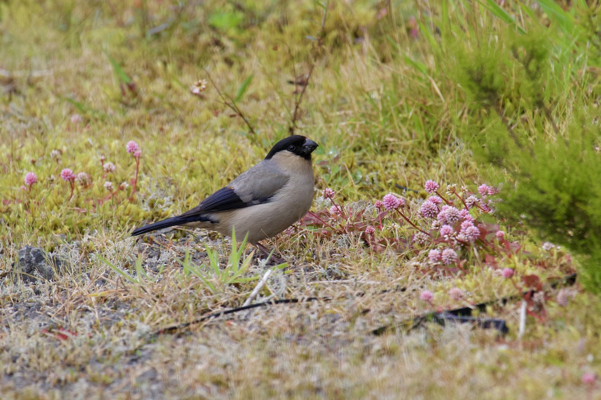 Azores Bullfinch - ML464748031