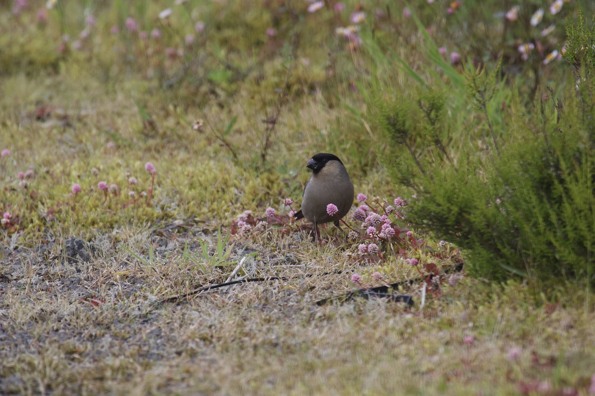 Azores Bullfinch - ML464748041