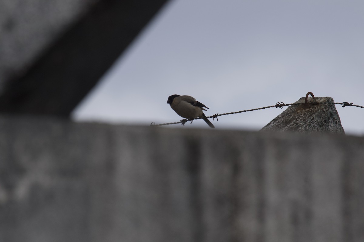 Azores Bullfinch - ML464748051