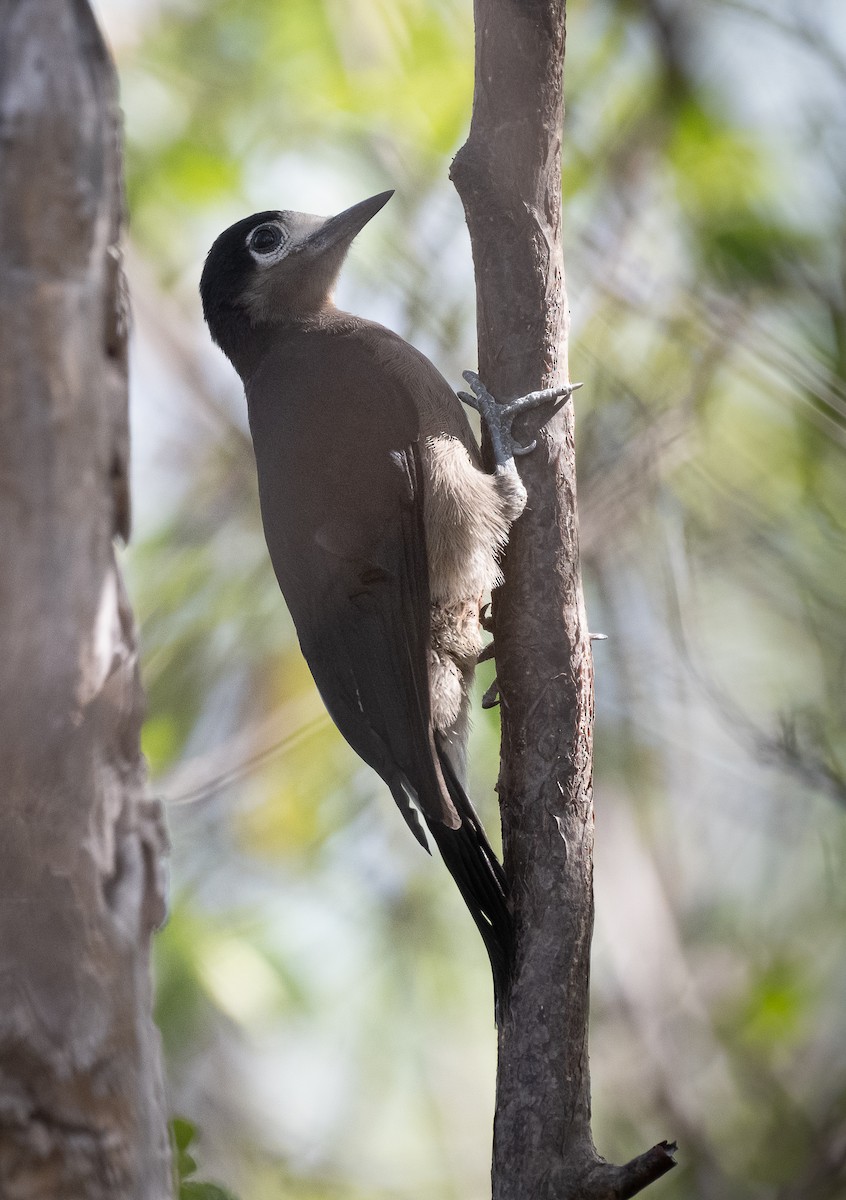 Puerto Rican Woodpecker - ML464748151