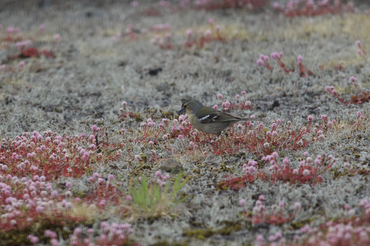 Azores Chaffinch - ML464748171