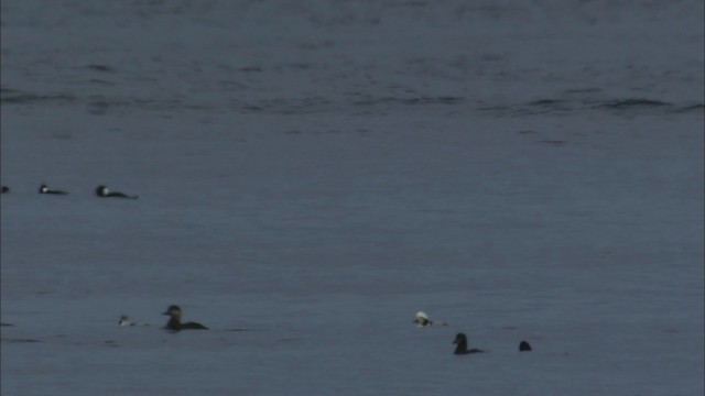 Surf Scoter - ML464749