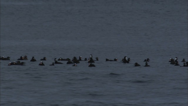 Surf Scoter - ML464754