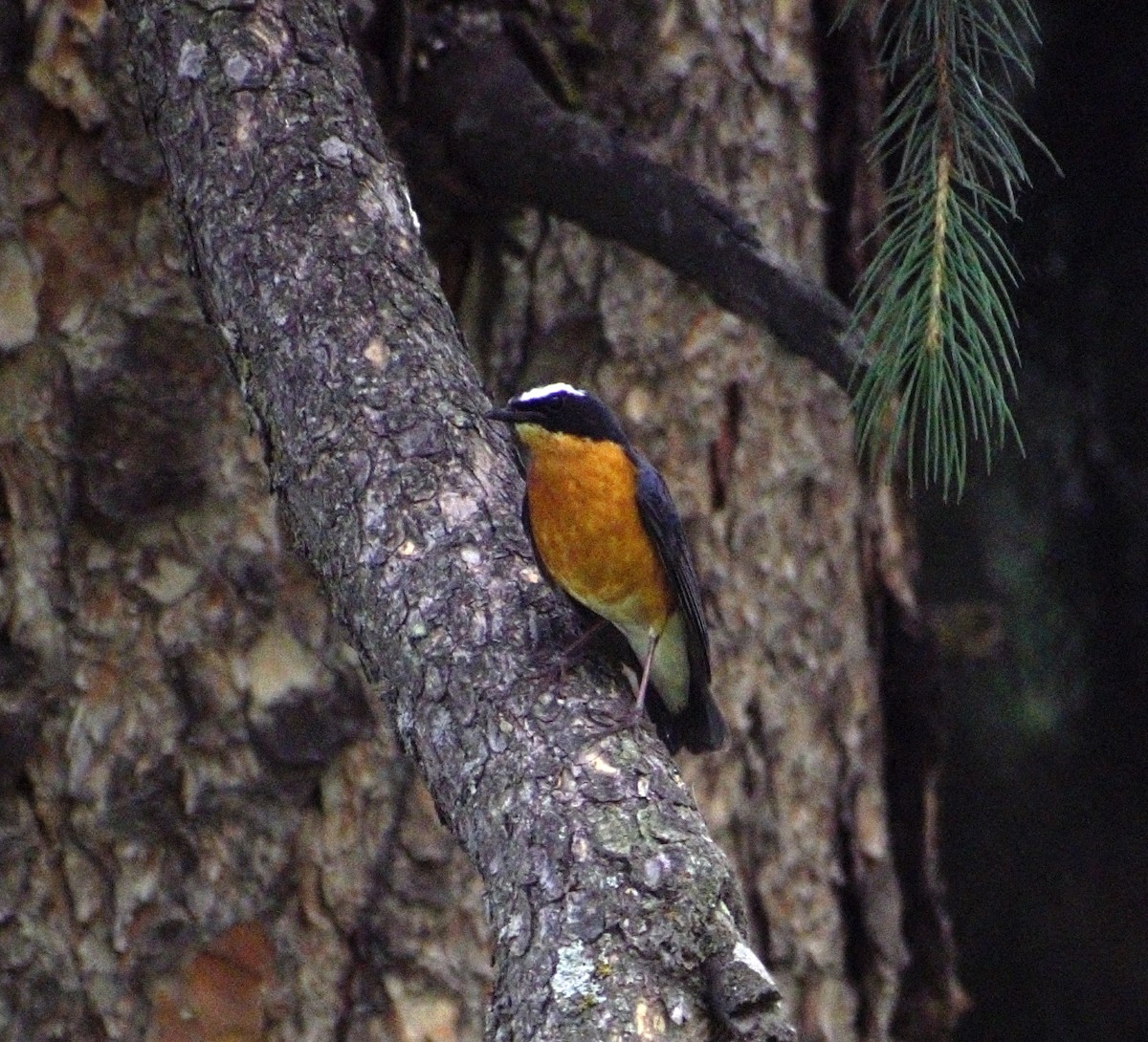 Indian Blue Robin - ML464754571