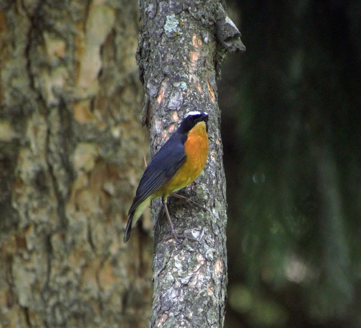 Indian Blue Robin - ML464754731