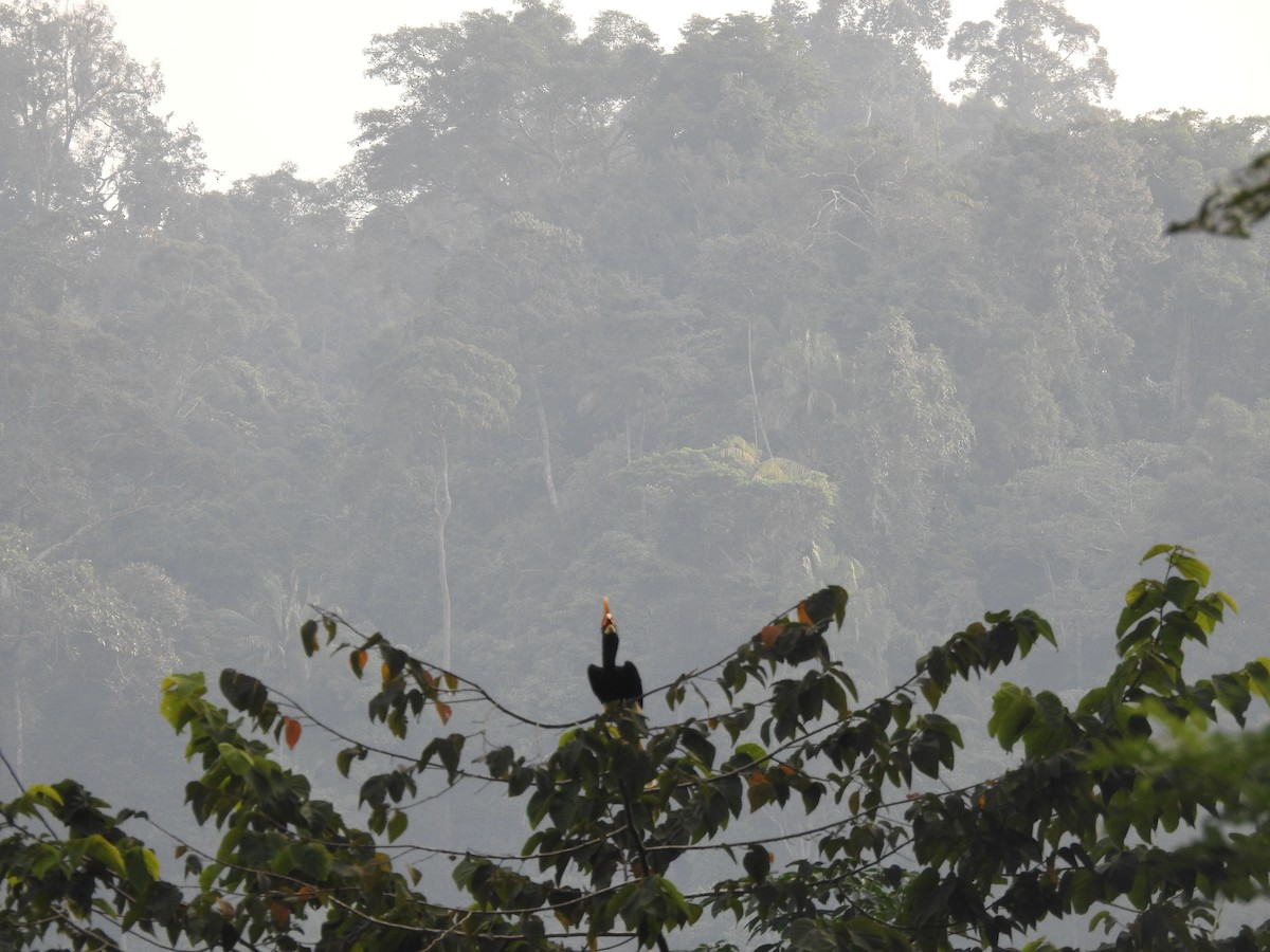 Rhinoceros Hornbill - ML464754891