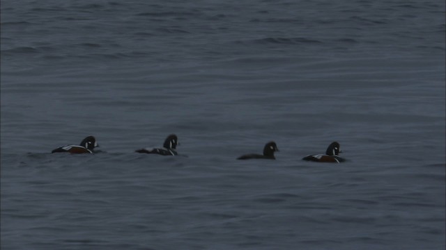 Harlequin Duck - ML464755