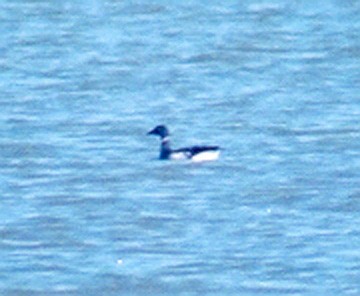 Brant - ML46475561